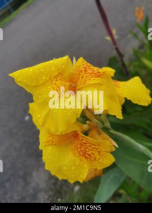 bella canna di colore giallo indica la pianta di fiore di giglio Foto Stock