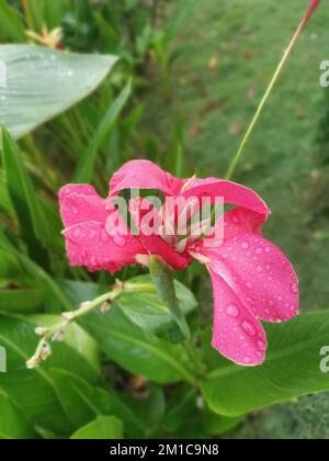 bella canna di colore rosso indica la pianta di fiore di giglio Foto Stock