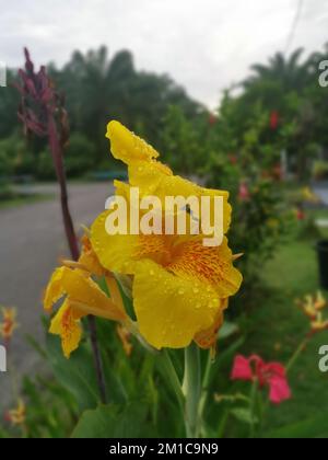 bella canna di colore giallo indica la pianta di fiore di giglio Foto Stock