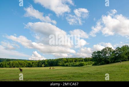 Una mandria di cavalli che pascolano in lontananza su un prato verde con una fitta foresta sotto il cielo nuvoloso blu Foto Stock