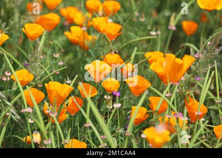 Fiori di papavero arancione - California Foto Stock