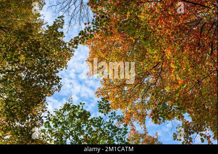 Baldacchini di acero rosso e olmi in cima al fogliame autunnale, nelle sfumature di rosso, contro un cielo blu. Cold Spring Park, Newton, Massachusetts, USA. Foto Stock