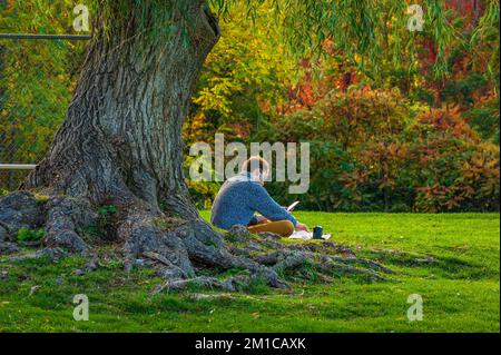 Un giovane maschio adulto seduto sotto un albero di salice e leggendo dal suo smartphone. Campo verde e alberi nei colori autunnali. Cold Spring Park, Newton, Massachusetts. Foto Stock