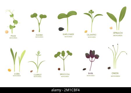 Set di germogli freschi di superfood microgreen illustrazione vettore nutrizione sana isolato su sfondo bianco Illustrazione Vettoriale