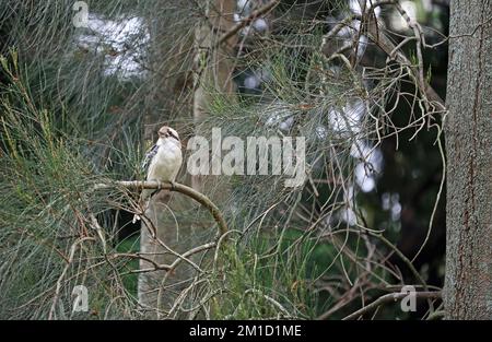 Ridere kookaburra sull'albero - Australia Foto Stock