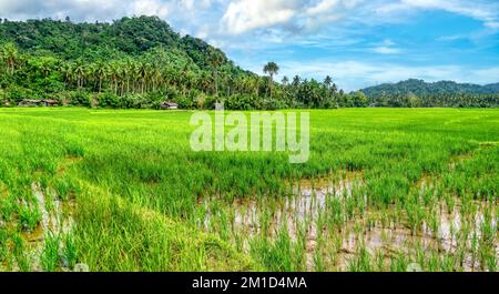 Vista panoramica di una grande risaia circondata da colline e palme da cocco, nella provincia orientale di Mindoro, Isola di Mindoro, Filippine. Foto Stock