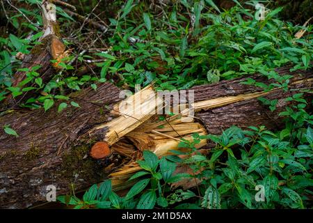 Un vecchio ceppo deformato sul pavimento della foresta. Tronchi marciume nel mezzo della foresta. Foto Stock