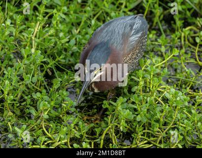 Airone verde, Butorides virescens, caccia nella palude, Texas. Foto Stock