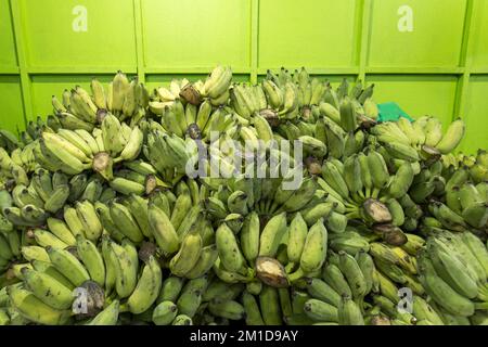 Banane coltivate crude e mature che vendono in un mercato umido locale a Samut Prakan, Thailandia. Foto Stock