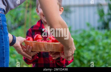 Il ragazzo sta tenendo un cestino di pomodori. Verdure appena raccolte dalla fattoria. Messa a fuoco selettiva Foto Stock
