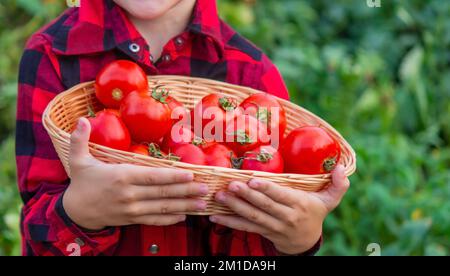 Il ragazzo sta tenendo un cestino di pomodori. Verdure appena raccolte dalla fattoria. Messa a fuoco selettiva Foto Stock