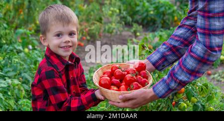 Il ragazzo sta tenendo un cestino di pomodori. Verdure appena raccolte dalla fattoria. Messa a fuoco selettiva Foto Stock