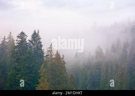 foresta di conifere in autunno. clima cupo con cielo coperto. nebbia sfondo natura Foto Stock