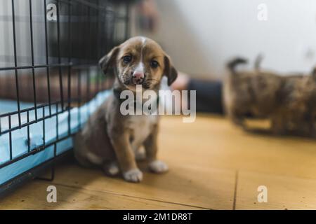 All'interno sparo a tutta lunghezza di adorabile cucciolo di razza mista marrone-e-bianco triste con orecchie a forma di floppy seduto su pavimento di legno accanto alla gabbia nera. Casa temporanea per cani. Foto di alta qualità Foto Stock