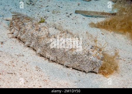 Cetriolo di mare cetriolo di mare (Holothuria arguinensis) striscio su fondali sabbiosi fondali di mare, Mar Mediterraneo, Cala Ratjada, Maiorca, Isole Baleari, Balea Foto Stock