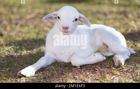 Grinning Katahdin pecora agnello che è bianco su un campo erboso Foto Stock