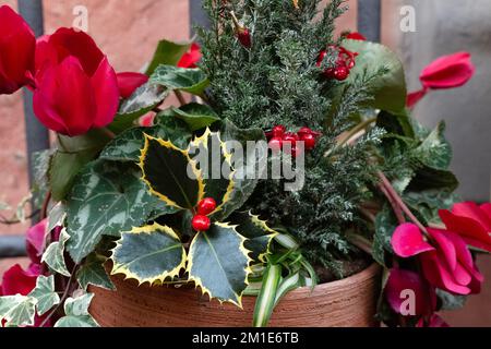 Bouquet natalizio con vischio, pino e ciclamino viola in terracotta all'aperto. Composizione floreale invernale. Decorazione di nuovo anno. Fiori fioriti Foto Stock