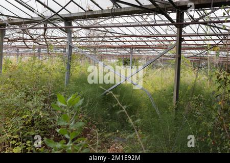 Serra agricola danneggiata e trascurata con i lotti di ammasso e di arbusti e erbacce overgrown. Foto Stock