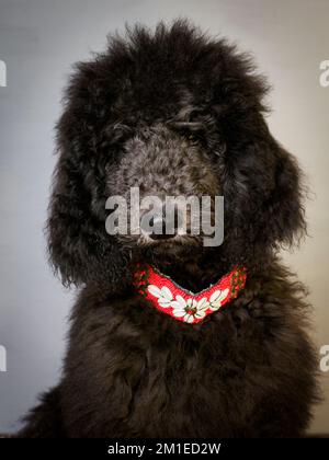 Cucciolo standard di cinque mesi che indossa un colletto decorativo. Foto Stock