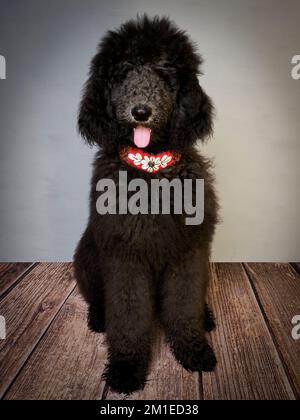 Cucciolo standard di cinque mesi che indossa un colletto decorativo. Foto Stock