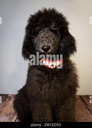 Cucciolo standard di cinque mesi che indossa un colletto decorativo. Foto Stock