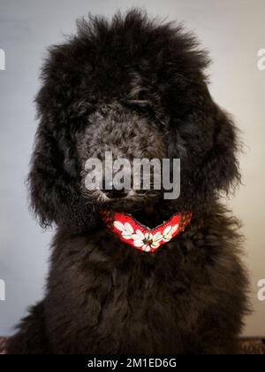 Cucciolo standard di cinque mesi che indossa un colletto decorativo. Foto Stock