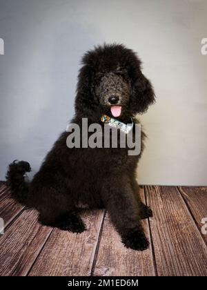 Cucciolo Blue Standard Poodle di cinque mesi che indossa un colletto decorativo. Foto Stock