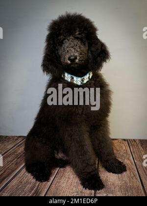 Cucciolo Blue Standard Poodle di cinque mesi che indossa un colletto decorativo. Foto Stock