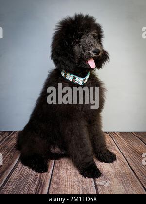 Cucciolo Blue Standard Poodle di cinque mesi che indossa un colletto decorativo. Foto Stock