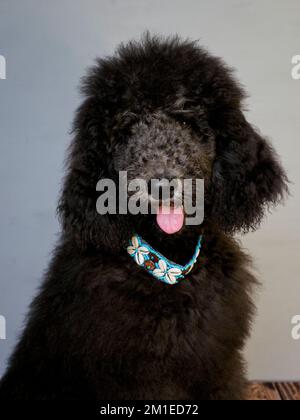 Cucciolo Blue Standard Poodle di cinque mesi che indossa un colletto decorativo. Foto Stock