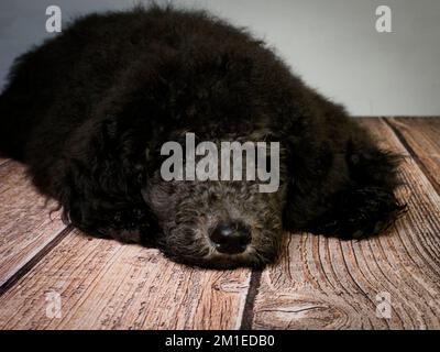 Cucciolo Blue Standard Poodle di cinque mesi che si posa sul pavimento. Foto Stock