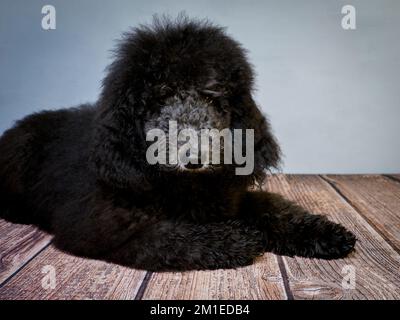 Cucciolo Blue Standard Poodle di cinque mesi che si posa sul pavimento. Foto Stock