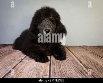 Cucciolo Blue Standard Poodle di cinque mesi che si posa sul pavimento. Foto Stock