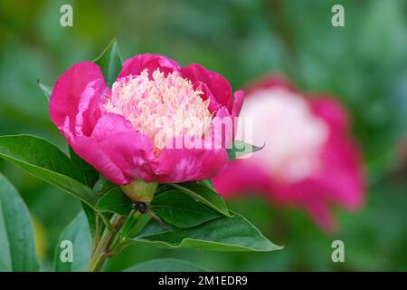 Cappuccio bianco Paeonia lattiflora, cappuccio bianco peonia, petali di guardia rosa, petaloidi crema che sbiadiscono al bianco al centro Foto Stock