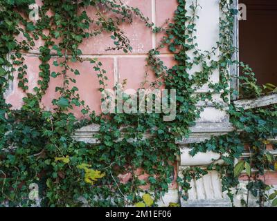 Muro di annata edificio abbandonato cresciuto con edera verde e piante. Foto Stock