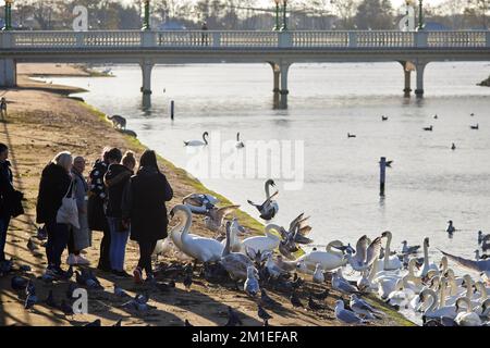 Lago Southport Lancashire. nutrire i cigni e gli uccelli selvatici Foto Stock