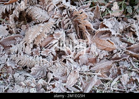 Quercia gelida, noci dolci e salse su un terreno boscoso in inverno. REGNO UNITO Foto Stock