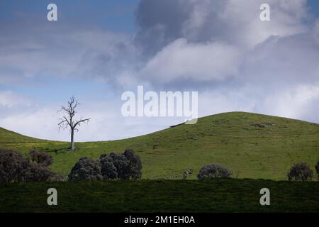 Lone albero morto su una collina di erba verde ondulata con le nubi drammatiche dietro. Foto Stock