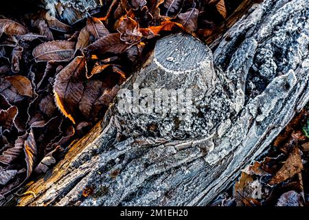 Splendida vista della corteccia smerigliata di un tronco di tronchi che giace su un terreno coperto di foglie a Londra, nel Regno Unito, nel tardo autunno o all'inizio dell'inverno Foto Stock