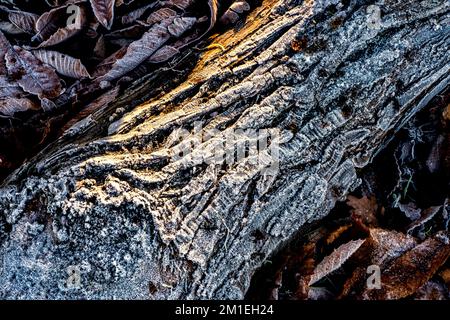 Splendida vista della corteccia smerigliata di un tronco di tronchi che giace su un terreno coperto di foglie a Londra, nel Regno Unito, nel tardo autunno o all'inizio dell'inverno Foto Stock
