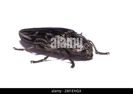 Beetle Pine boratore flatheaded, Chalcofora mariana, isolato su sfondo bianco. Foto Stock