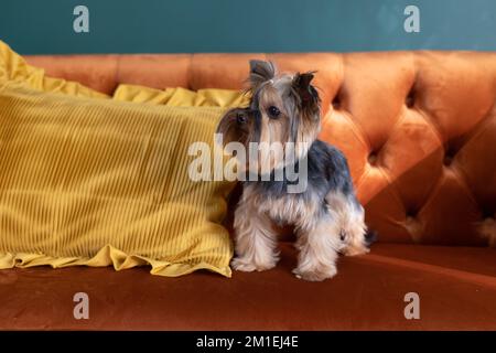 Cane si trova sul divano e cuscino, ritratto di cane da compagnia Yorkshire terrrier. Concetto d'epoca retrò Foto Stock