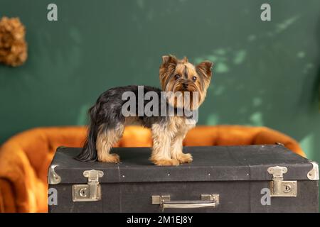Ritratto di carino yorkshire cucciolo terrier soggiorno su retro valigia vintage Foto Stock