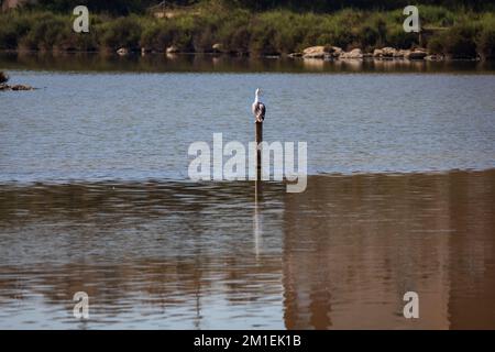 Un gabbiano californiano arroccato sul bastone di legno nel Parco Naturale Salinas de Santa Pola Gaviota Foto Stock