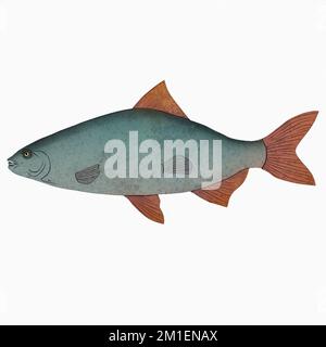 Azzurro Vintage Fish variante 3 Digital Art by Winters860 isolato, sfondo Foto Stock