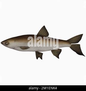 Marrone Vintage Fish variante 3 Digital Art di Winters860 isolato, sfondo Foto Stock