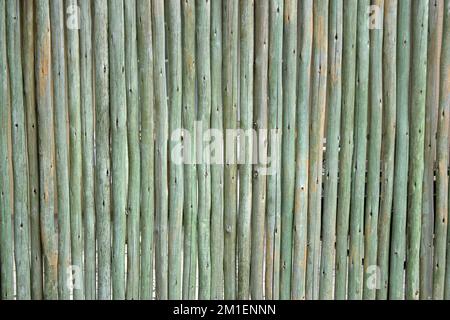 Piccoli pali di legno verde trattati in piedi verticali per formare una parete o una parete divisoria Foto Stock