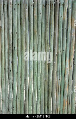 Piccoli pali di legno verde trattati in piedi verticali per formare una parete o una parete divisoria Foto Stock