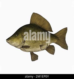 Marrone Vintage Fish variante 1 Digital Art di Winters860 isolato, sfondo Foto Stock