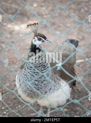 Un pavone femminile in una voliera in una fattoria. verticale Foto Stock